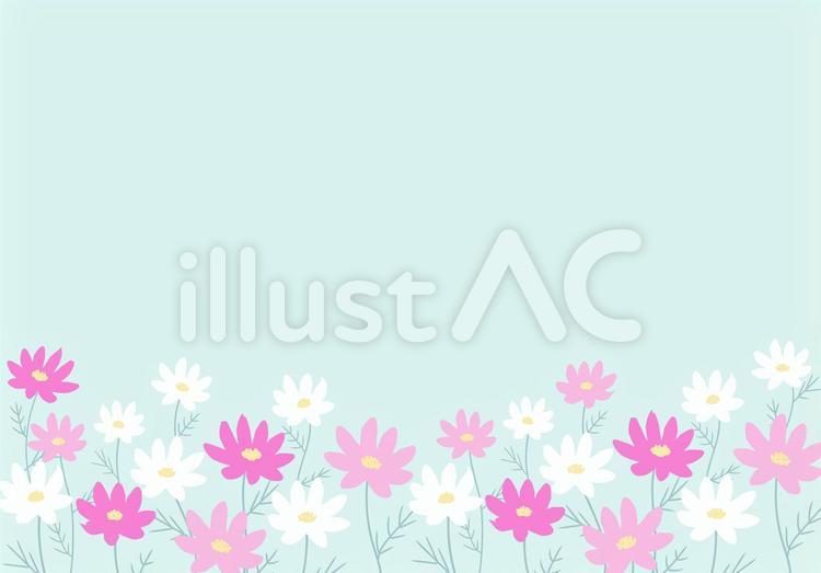 ピンクと白のコスモスの背景 コスモス,花,背景のイラスト素材