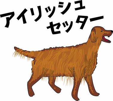 Illustration, irish setter, large dog, a pet, 