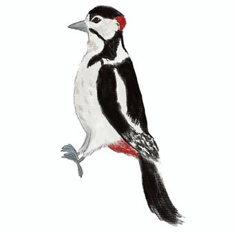 アカゲラ アカゲラ,鳥,野鳥,生き物,キツツキのイラスト素材