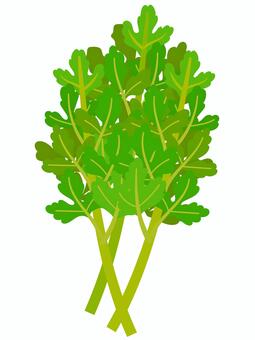 春菊 春菊,野菜,葉野菜,食べ物,食材,八百屋,青果,緑黄色野菜,鍋物,食物繊維のイラスト素材