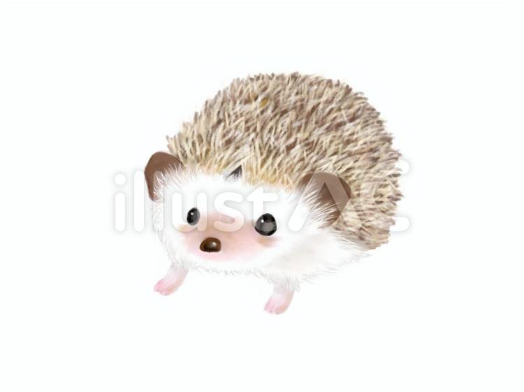かわいいハリネズミ（ちょいリアル風）動物 ハリネズミ,はりねずみ,動物のイラスト素材