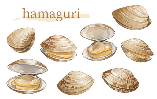 Clam illustration set, JPG, PNG and AI Clam illustration set, clam, clam, shell, JPG, PNG and AI