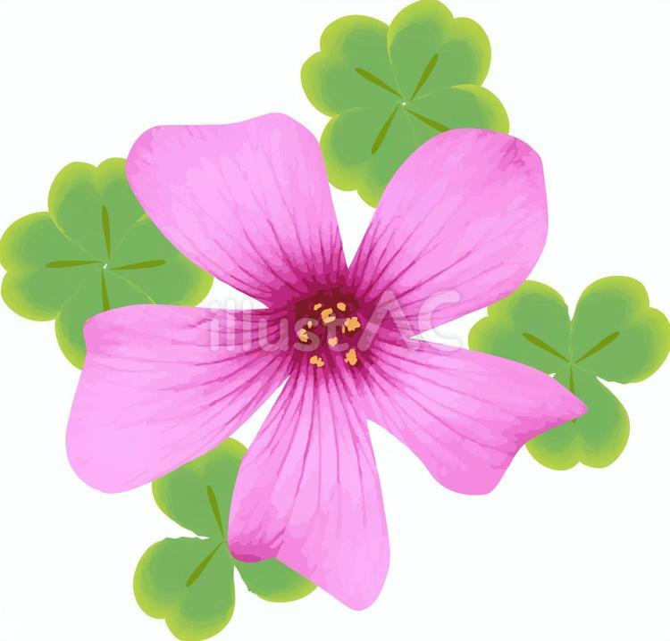 イモカタバミ　 イモカタバミ,花,咲くのイラスト素材