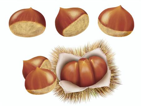 栗 栗 栗,イガ栗,果物,手描きイラスト,秋,セットのイラスト素材