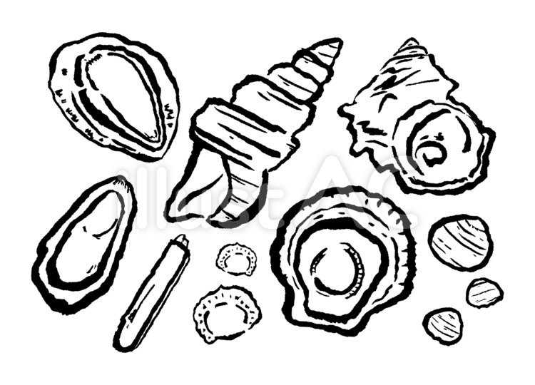 貝類の墨絵 貝,筆,手書きのイラスト素材