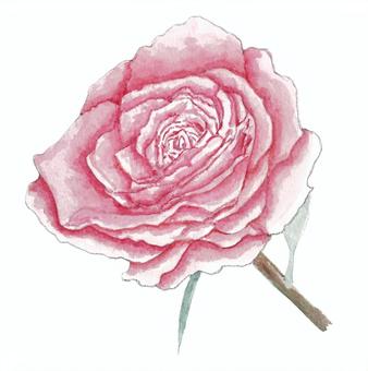 バラ_9 バラ,植物,花,花弁,茎,葉,棘,香り,桃色,水彩画のイラスト素材