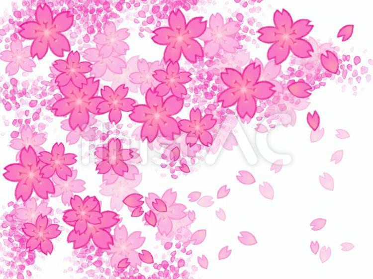 桜爛漫(背景なし) 桜,花,花びらのイラスト素材