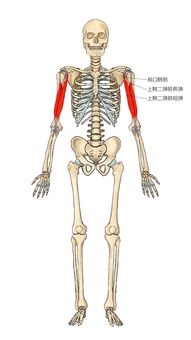 骨格と上腕二頭筋・烏口腕筋 上腕二頭筋,烏口腕筋,筋,筋肉,ガイコツ,解剖,骨,モデル,骨格,解剖学のイラスト素材
