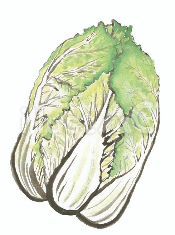 仙台白菜（伝統野菜・宮城県仙台市） 野菜,伝統野菜,白菜のイラスト素材