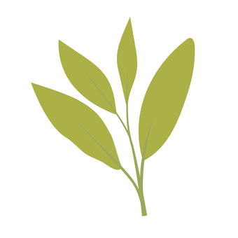 ハーブ　セージ セージ,ヤクヨウサルビア,薬草,ハーブ,浄化,スパイス,アロマ,アロマセラピスト,セラピー,自然のイラスト素材