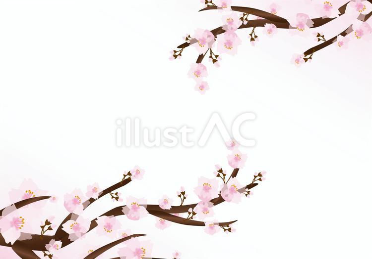 桜 春,桜,壁紙のイラスト素材