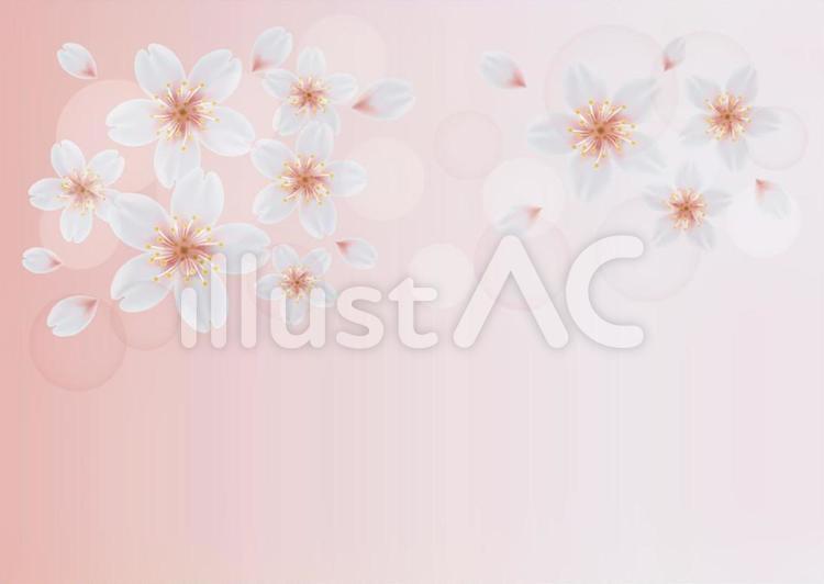桜の背景 卒業式,桜,さくらのイラスト素材