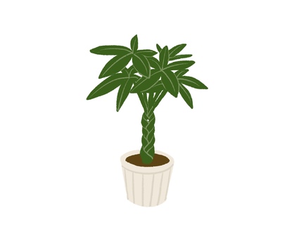 観葉植物03 観葉植物,パキラ,緑,植物,インテリア,ナチュラル,手書きのイラスト素材