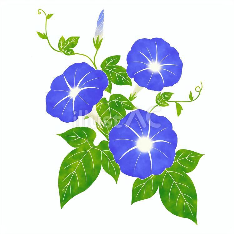 朝顔　青 朝顔,アサガオ,花のイラスト素材