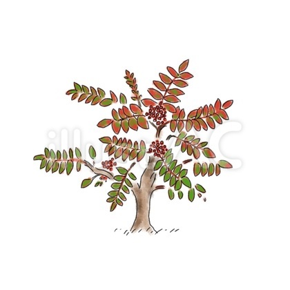 ナナカマド(紅葉途中)