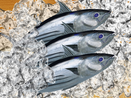 鮮度、鰹 鰹,氷詰め,鮮度,新鮮,魚,食材のイラスト素材