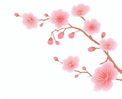 梅の枝と花　淡い色 梅,花,枝,つぼみ,桃色,新春,植物のイラスト素材