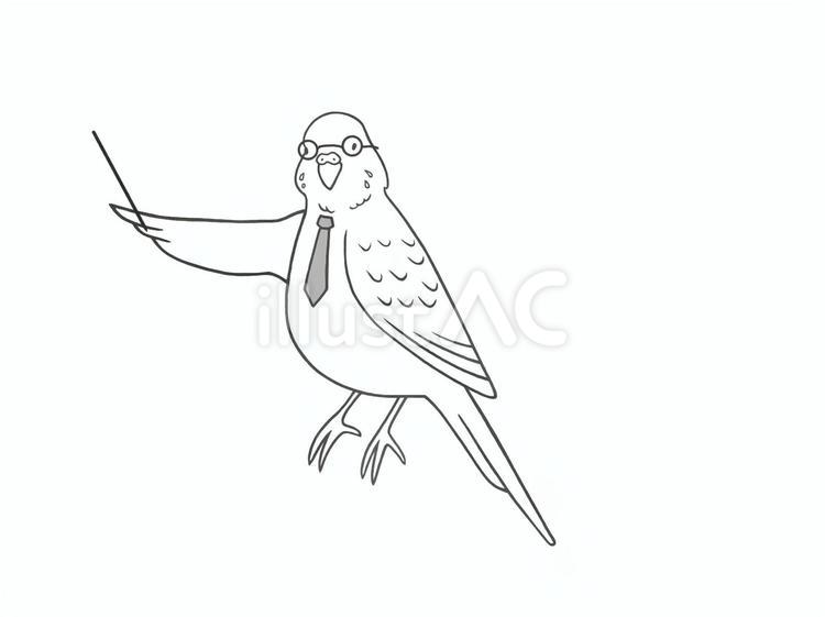 可愛い鳥のセキセイインコの先生(教師) 先生,教師,セキセイインコのイラスト素材