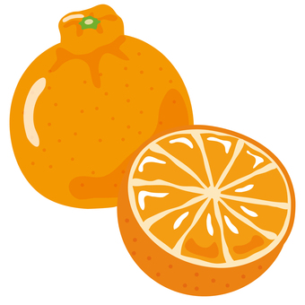 デコポン（不知火）カットと丸ごと デコポン,不知火,しらぬい,柑橘,柑橘類,フルーツ,果物,食べ物,冬の味覚,オレンジ色のイラスト素材