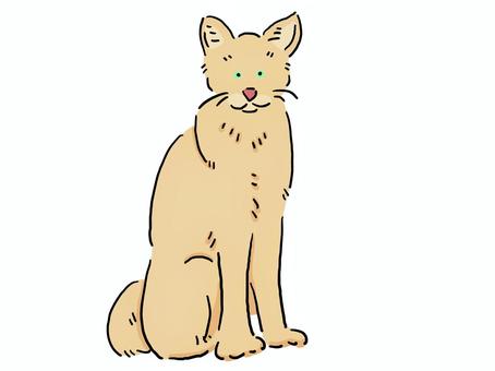 猞猁坐在前面看 猞猁坐在前面看