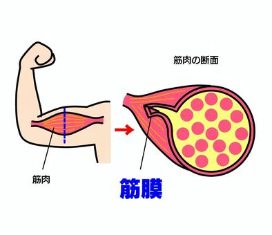 筋膜 筋膜,筋肉,筋繊維,腱,上腕二頭筋のイラスト素材