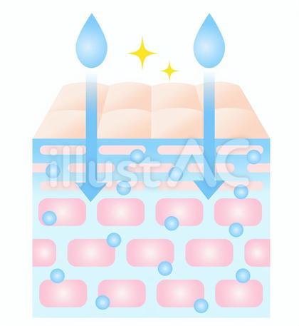 浸透力の高い肌 断面図