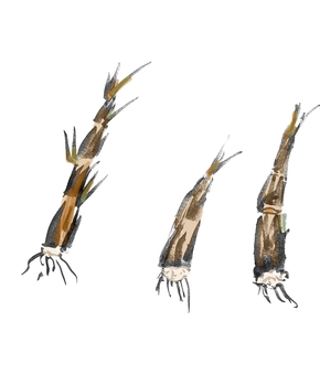 竹の子 竹の子,植物,竹林,生える,食べ物,皮,伸びるのイラスト素材