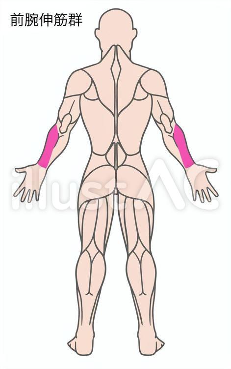 前腕伸筋群　筋肉　色分け 前腕伸筋群,筋肉,腕のイラスト素材