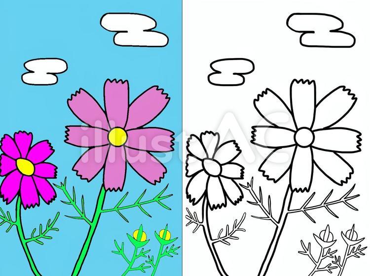 コスモスの塗り絵 ぬりえ,コスモス,秋のイラスト素材