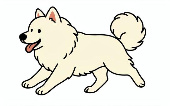 日本スピッツ 日本スピッツ,犬,走る,舌,尻尾,白,ふわふわのイラスト素材