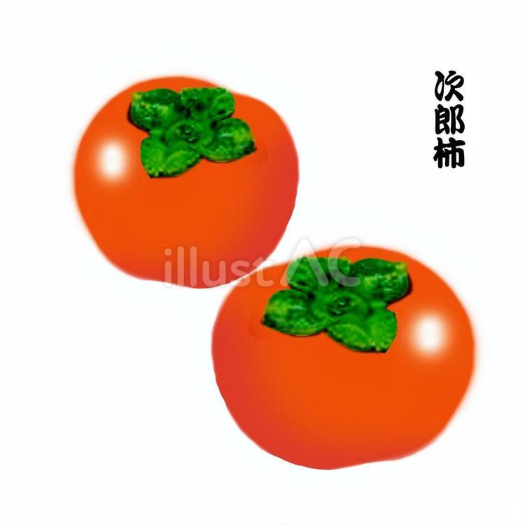 次郎柿　果物 次郎柿,柿,果物のイラスト素材