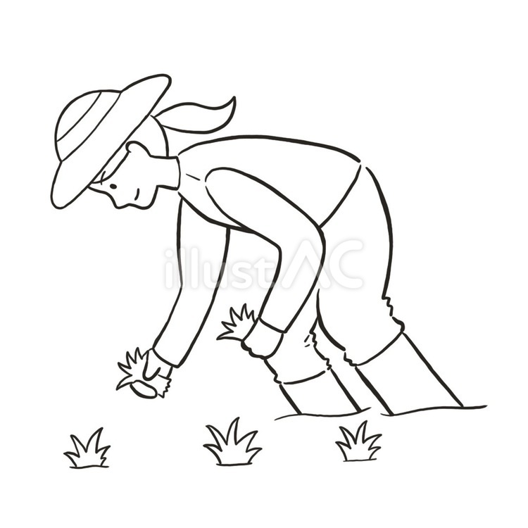 田植えをする女性 田植え,女性,田んぼのイラスト素材