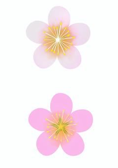 梅の花びら 梅,野梅,花,花びら,花弁のイラスト素材