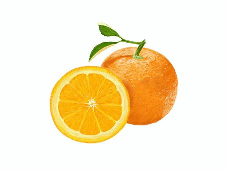 Orange, orange, fruit trees, fruit, JPG and PNG