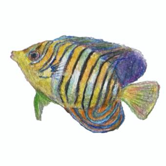 Illustration, fish, sea fish, hand drawn, 