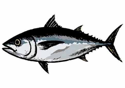 筆描きタッチのマグロ 鮪,マグロ,筆,手描き,海,すし,釣り,海鮮,新鮮,鮮魚のイラスト素材