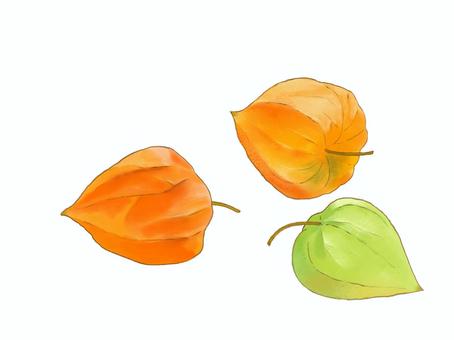 ホオズキ ホオズキ,お盆,夏,植物,水彩風,リアル,暑中見舞いのイラスト素材