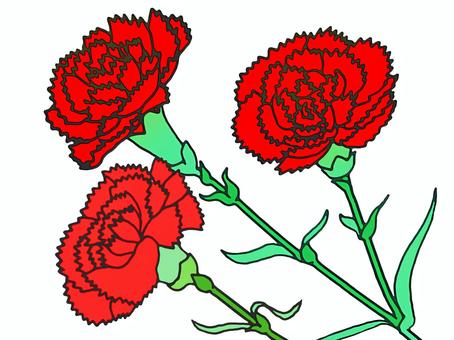 Carnation, , JPG and PNG