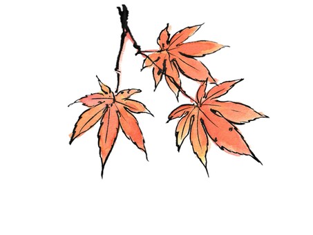 赤く色づく絵手紙風の紅葉 紅葉,植物,秋,11月,赤,木,枝,葉,毛筆,筆ペンのイラスト素材