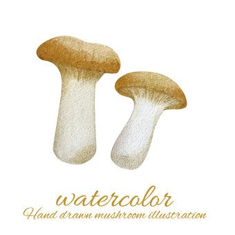 Illustration, ellinghi, mushroom, food, 