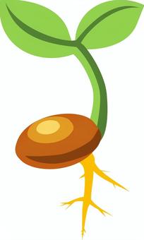 「種と根」のイラスト 種,芽生え,シーズ,研究,芽,双葉,根,根っこ,将来性,新人のイラスト素材