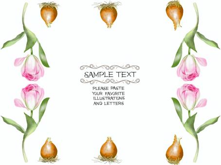 Tulip bulbs and flower frame, JPG and PNG Tulip bulbs and flower frame, , JPG and PNG