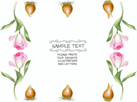 Tulip bulbs and flower frame, tulip, flower, pink, JPG and PNG