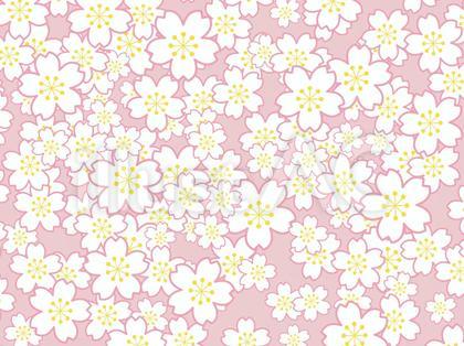 多すぎる白桜・ピンクの地色・横