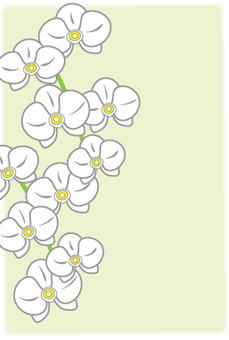 胡蝶蘭のポストカード クリーム色 胡蝶蘭,らん,花,植物,喪中,お悔み,仏事,不祝儀,弔事,慶事のイラスト素材