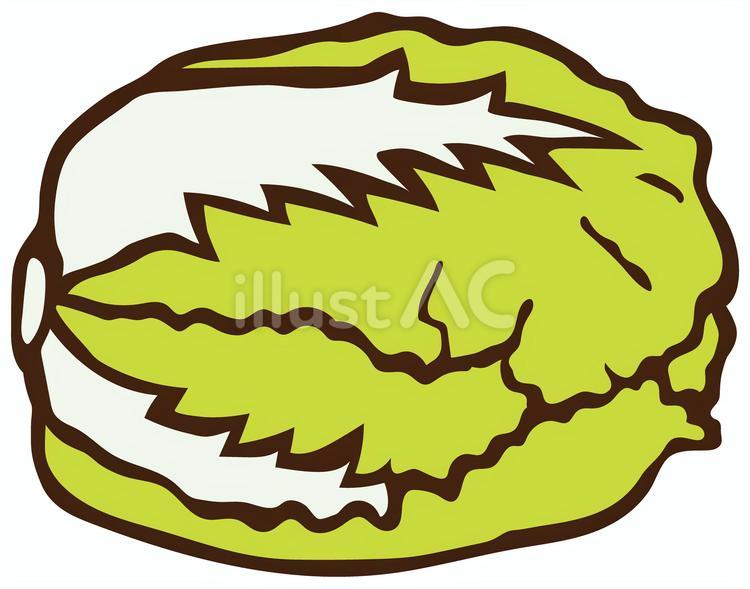 白菜 白菜,野菜,収穫のイラスト素材