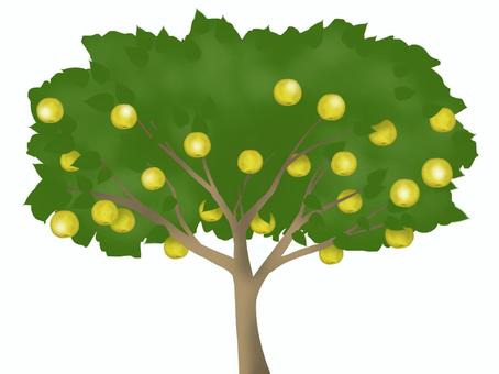 梨の実がなった木 梨,果物,フルーツ,木,果樹,植物,幹,葉,秋,季節のイラスト素材