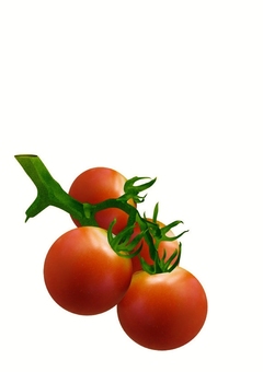 プチトマト プチトマト,果実,緑黄色野菜,多年生植物,食用,生食,ジュース,リコピン,サラダのイラスト素材