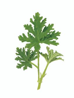 玫瑰天竺葵(草本), JPG 和 PNG 玫瑰天竺葵(草本), , JPG 和 PNG