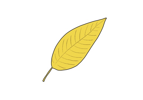 Illustration, JPG and PNG Illustration, autumn, leaf, plant, JPG and PNG